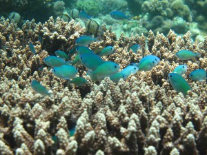 pharmakologie_mittel