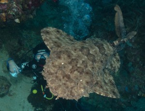 west_papua_raja_ampat_mare-mundi_hofrichter_meeresbiologie_exkursion-_projektwoche_schule_meer_mitttelmeer_mediterran_adria_krk-2