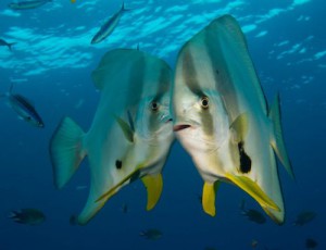 west_papua_raja_ampat_mare-mundi_hofrichter_meeresbiologie_exkursion-_projektwoche_schule_meer_mitttelmeer_mediterran_adria_krk-5-1030x792