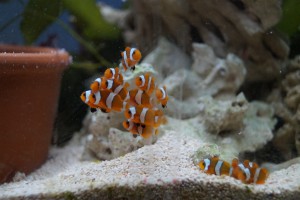 20248326_1916047341739050_5681186719575395634_o