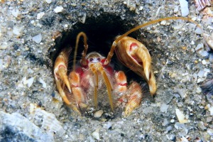 Corallianassalongiventrisfront