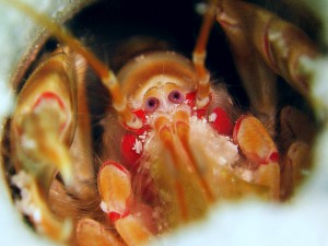 Corallianassalongiventriskopf