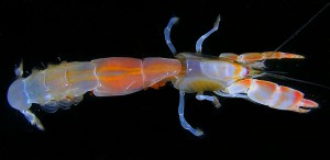 Corallianassalongiventristotalcleancolor